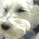 Illustration for article titled Genius Dog Saves Owner's Life With Heroic Phone-Grabbing Trick